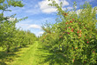 Apple Orchard