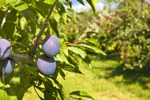 Photo: Orchard Plums Orchard Plums