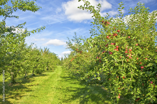 Photo: Apple Orchard Apple Orchard