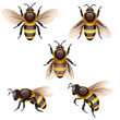 bee.