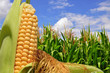Ear of corn against a field under clouds