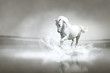 Photo: White horse running through water White horse running through water