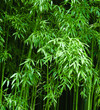 Bamboo