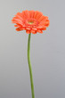 Frische Gerbera