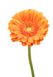 Gerbera freigestellt  vor weissem Hintergrund