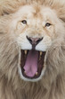 Lion Roar