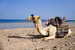 resting camel on the beach of the Red Sea