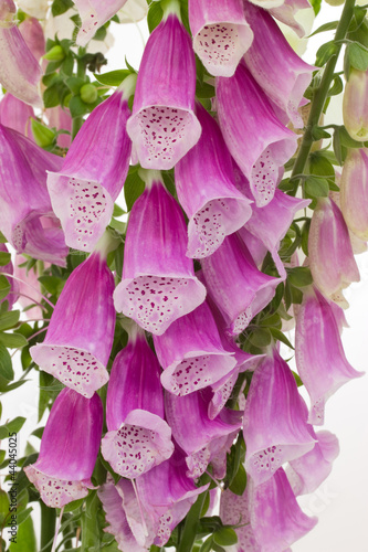 Photo: Nahaufnahme von Digitalis Nahaufnahme von Digitalis