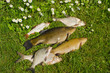 Lake fishes tench, bream, roach catch green grass