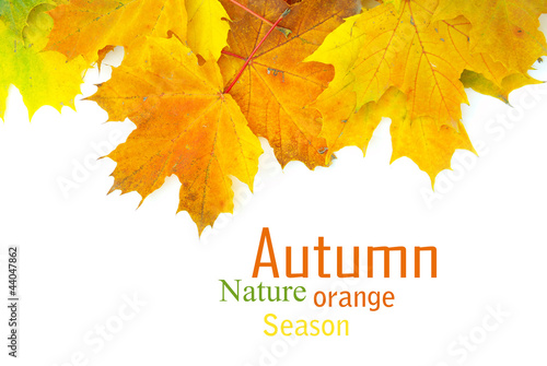 Foto: autumn leafs autumn leafs