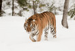 Prowling Tiger
