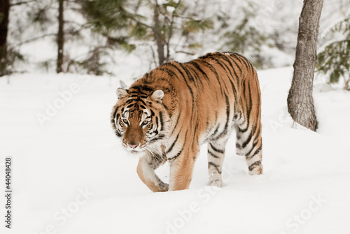 Photo: Prowling Tiger Prowling Tiger