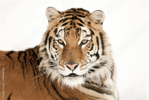 Photo: Tiger Tiger