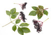 sambucus nigra