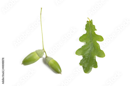 Photo: eicheln und eichenblatt eicheln und eichenblatt