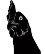 Cock a hen a chicken of a bird it is isolated  vector farm