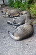 Müde Katzen