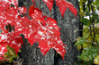 Big Red Leaves and Snow