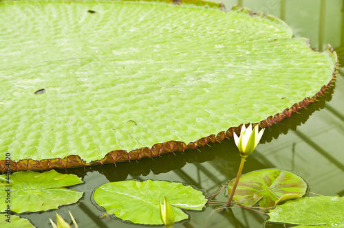 Photo: Victoria regia amazonica lotus. Victoria regia amazonica lotus.