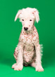Foto: Chinese Crested Dog Chinese Crested Dog