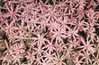 pink leave plant background