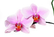 Orchidee