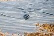 Seehund im Skötufjördur