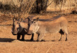 Photo: Alert Warthogs Eating Pellets Alert Warthogs Eating Pellets