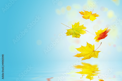 Photo: Autumn Leaves Autumn Leaves
