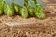 barley with hop cones