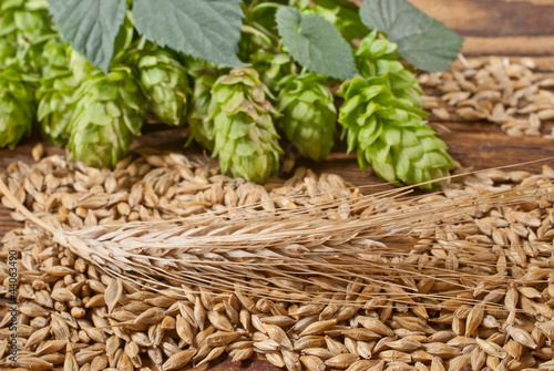 Photo: barley with hop cones barley with hop cones