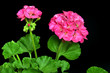 Foto: Geranie Geranie