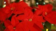 Christmas star (Mexican flame leaf). Christmas tree.