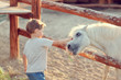 on a farm the boy in jeans with white a pony gets acquainted