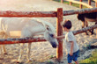 on a farm the boy in jeans with white a pony gets acquainted