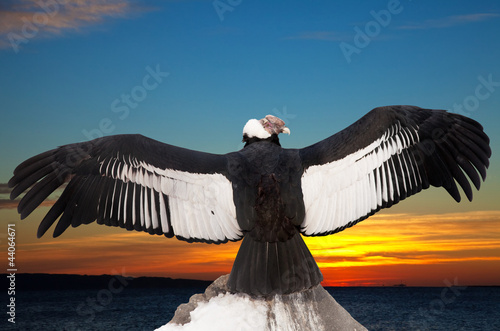 Photo: Andean condor against sunset sky background Andean condor against sunset sky background