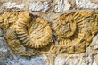 Ammonit in einer Hauswand