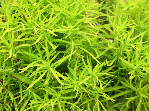 Photo: Kochia, a family of Amaranth. Background Kochia, a family of Amaranth. Background