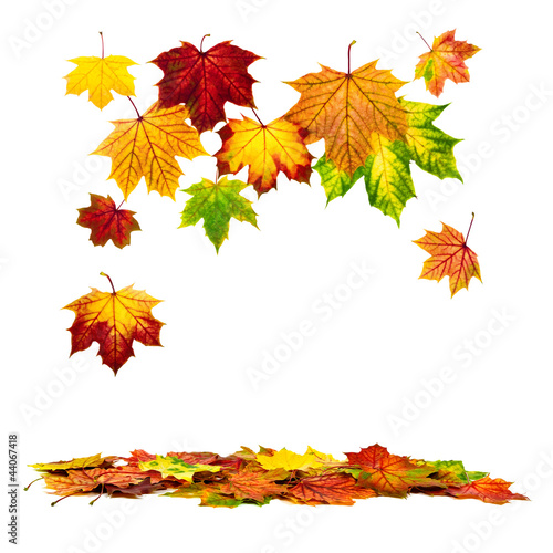Photo: Arrangement aus Herbstblättern Arrangement aus Herbstblättern