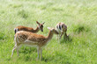 rehe 69
