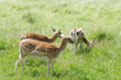 rehe 70