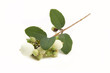 Gewöhnliche Schneebeere- Symphoricarpos albus