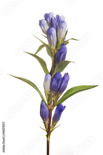 Photo: Enzian- Gentiana Enzian- Gentiana