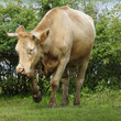 jerseyrind 63