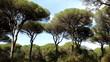 Pineta, Marina di Grosseto, Maremma Toscana - Pinewood