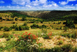 cevennes