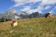Sulzenalm 46
