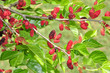 Photo: Mulberry Bush Mulberry Bush