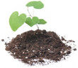 Photo: Plant Sprout Plant Sprout