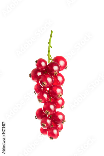 Photo: Rote Johannisbeeren Rote Johannisbeeren
